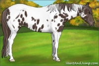 Horse Color:Liver Chestnut Tobiano Near Leopard 