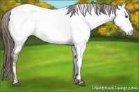 Horse Color:Liver Chestnut Near Fewspot 
