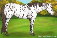 Horse Color:Liver Chestnut Near Leopard 