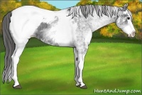 Horse Color:White Spotted Black Splash Appaloosa 