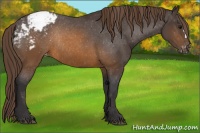 Horse Color:Buckskin Appaloosa Rabicano