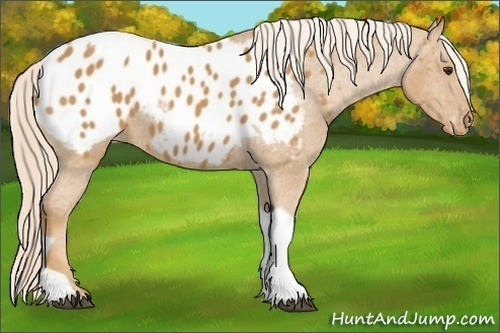 Horse Color: Palomino Sabino Tobiano Blanket 