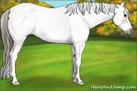 Horse Color:White Spotted Grullo Splash Frame Appaloosa 