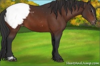Horse Color:Brown Sabino Snowcap 