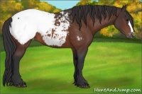 Horse Color:Bay Snowcap 