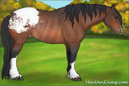 Horse Color:Bay Appaloosa Rabicano 