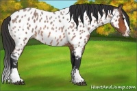 Horse Color:Bay Roan Splash Near Leopard 