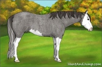 Horse Color:Smoky Blue Roan Splash