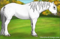 Horse Color:White Spotted Black Splash Frame Varnish 