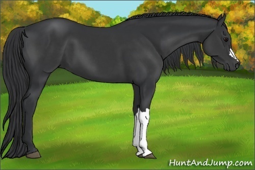 Horse Color: Black 