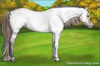Horse Color:Bay Dun Appaloosa 