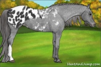 Horse Color:Black Appaloosa 