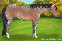 Horse Color:Bay Ice 