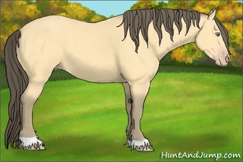 Horse Color:Amber Cream Champagne 