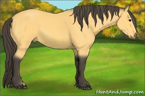Horse Color:Buckskin