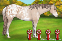 Horse Color:White Spotted Classic Champagne Appaloosa 