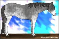 Horse Color:White Spotted Blue Roan Rabicano  Brindle