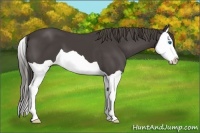 Horse Color:Smoky Black Splash 