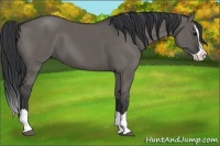 Horse Color:Grullo Splash 