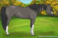 Horse Color:Grullo 