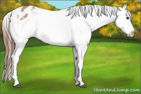 Horse Color:Red Dun Appaloosa 