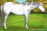 Horse Color:Brown Frame Appaloosa 