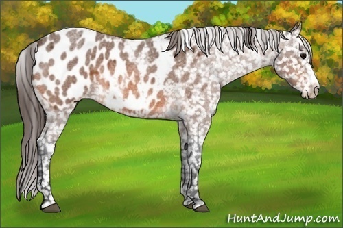 Horse Color: Bay Roan Frame Blanket 