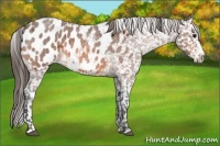 Horse Color:Bay Roan Frame Appaloosa