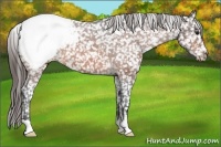 Horse Color:Bay Snowcap 