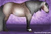Horse Color:Gray Bay 