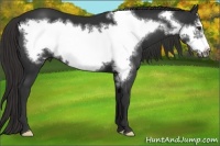 Horse Color:Liver Chestnut Frame 
