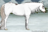 Horse Color:Liver Chestnut Sabino Frame 