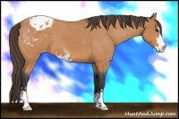 Horse Color:Bay Roan Sabino Blanket