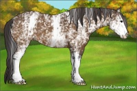 Horse Color:White Spotted Buckskin 