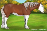Horse Color:Silver Bay Splash 