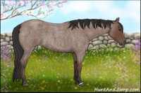 Horse Color:Bay Roan 