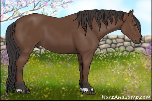 Horse Color: Bay 