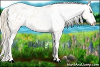 Horse Color:Perlino Appaloosa 