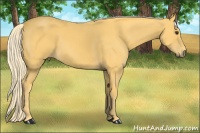 Horse Color:Palomino 