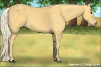 Horse Color:Palomino 