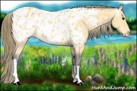 Horse Color:Buckskin Tobiano Near Leopard 