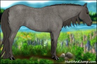 Horse Color:Smoky Blue Roan 