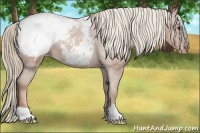 Horse Color:Chestnut Appaloosa 