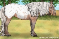Horse Color:Silver Bay Appaloosa 