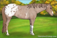 Horse Color:Chestnut Blanket Rabicano