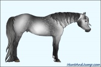 Horse Color:Gray Black 
