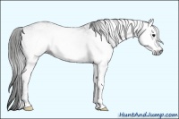 Horse Color:Gray White Spotted Black 