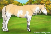 Horse Color:Palomino Splash 