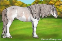 Horse Color:Bay Splash Appaloosa 