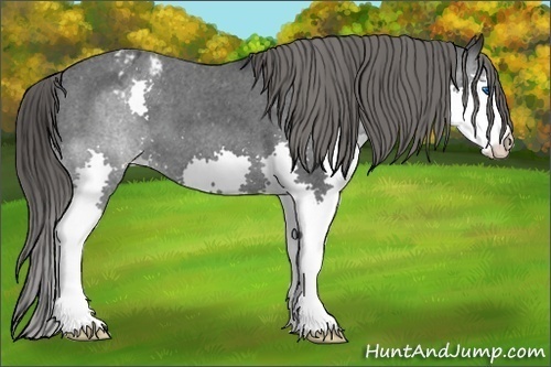 Horse Color: Black Splash Blanket 